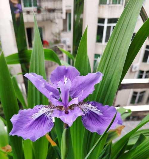 鸢尾草花语-揭示内心真情（鸢尾草的花语及其象征意义）