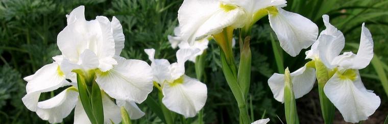 蒲公英与鸢尾的花语（蒲公英花语）