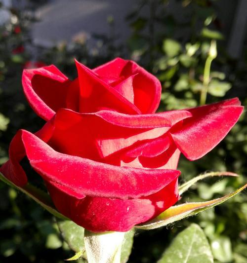 月季花的花语-魅力绽放（探索月季花的寓意和象征）