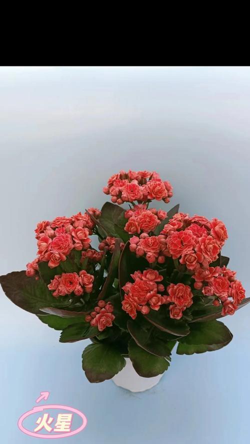 长寿花的寓意与象征意义（深度解读长寿花的文化内涵与祝福寓意）