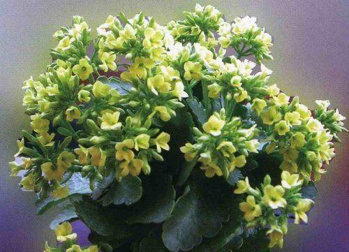 粉色长寿花——祝福与希望的象征（长寿花花语及其传承的文化意义）