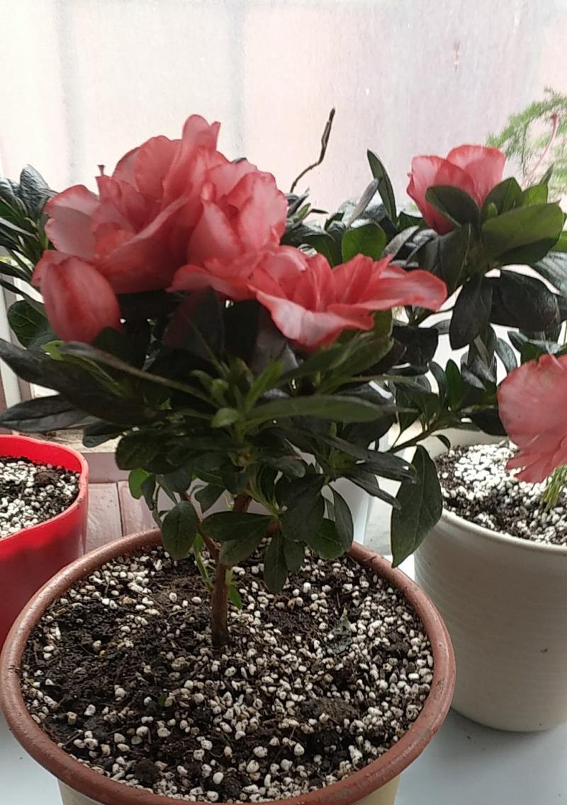 种杜鹃花，选择盆的大小有讲究（花盆大小的影响）