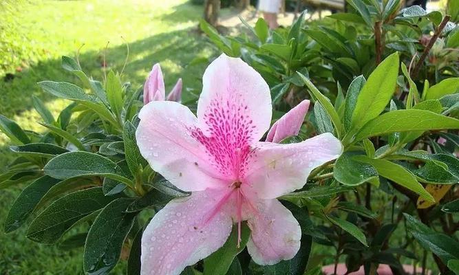 杜鹃花的多彩世界（探寻杜鹃花的颜色世界）
