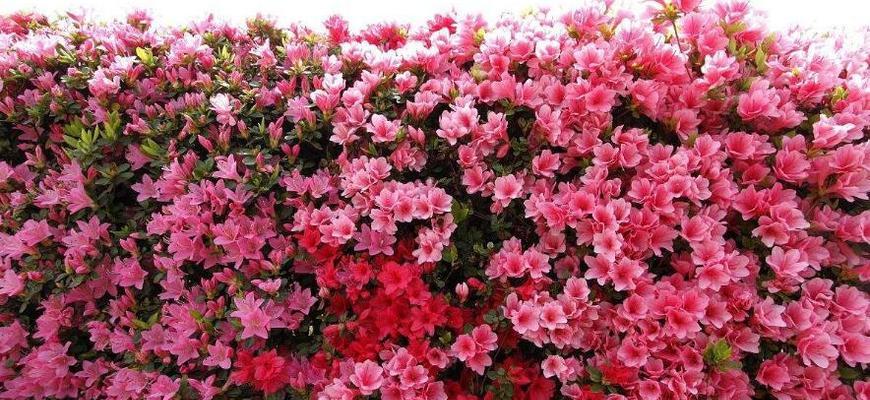 杜鹃花的多彩世界（探寻杜鹃花的颜色世界）