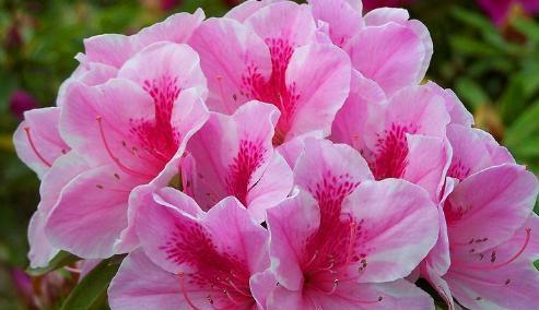 杜鹃花是否有香味（探究杜鹃花的芳香特性）