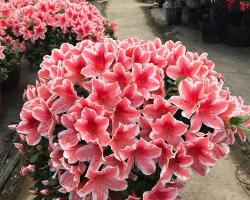 如何正确地换杜鹃花土壤（杜鹃花换土的步骤和注意事项）