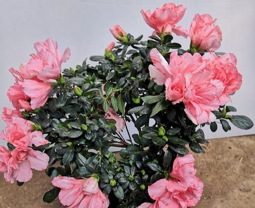 如何养杜鹃花开花（花期延长）