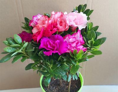 如何养杜鹃花开花（花期延长）