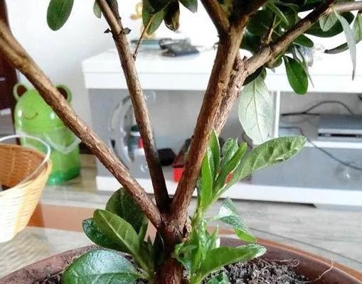 杜鹃花摘心打顶的时间和方法（如何正确地摘心打顶）