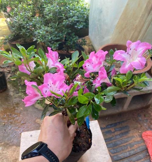 杜鹃花不开花的原因及处理方法（为什么杜鹃花只长叶子不开花）
