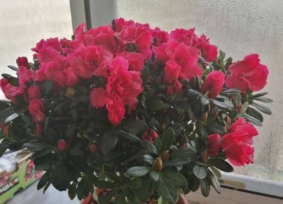如何给杜鹃浇适合的肥料（选择正确的肥料）