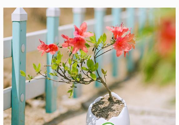 杜鹃开花后的处理方法（如何让杜鹃开花更加绚烂）