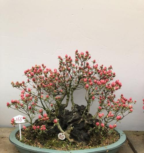杜鹃老桩养殖方法与养护事项（打造花园林中的奇观）