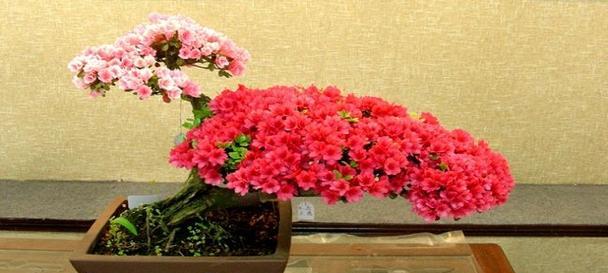 室内养杜鹃，可行吗（探究杜鹃在室内生长的条件和技巧）