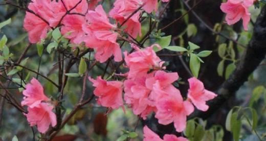 探秘杜鹃花开放的季节（春天里最美的花）