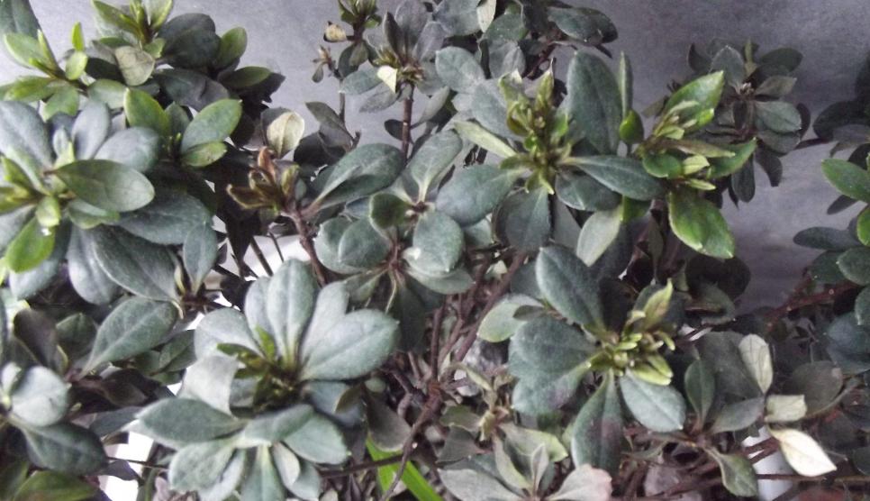 勒杜鹃不开花的原因（勒杜鹃缺乏花期管理导致不开花）