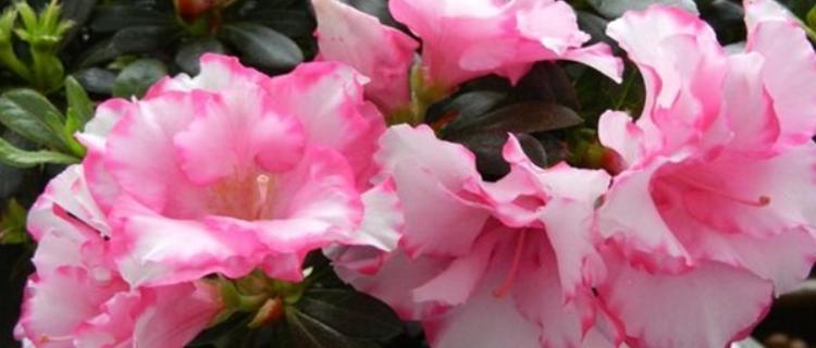 杜鹃花的养护之阳光阴凉（杜鹃花喜欢阳光还是阴凉）