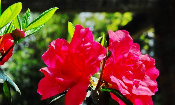杜鹃花的养护之阳光阴凉（杜鹃花喜欢阳光还是阴凉）