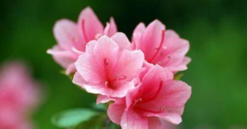 杜鹃花的象征意义（古代文化中的寓意与传说）