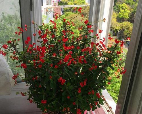 杜鹃植物毒性探究（杜鹃植物的毒性及可否室内养护）