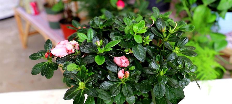 杜鹃植物毒性探究（杜鹃植物的毒性及可否室内养护）
