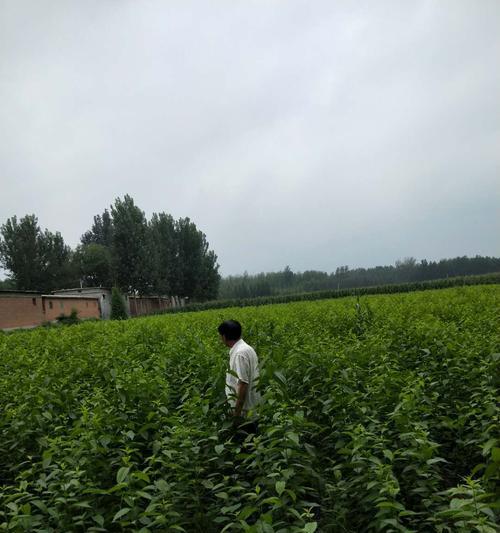 寻访杜仲的故乡（揭秘杜仲的产地及其传说）