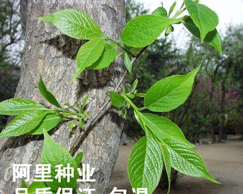 杜仲树的神奇功效：从根到叶无一不利