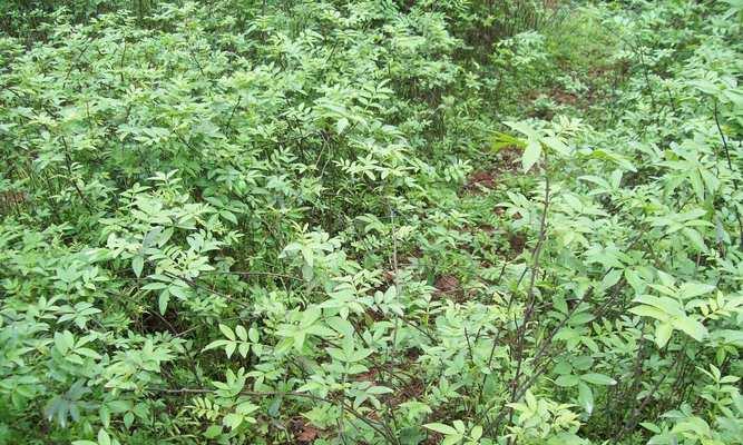 杜仲的种植条件（如何选择适宜的种植地点和栽培技术）
