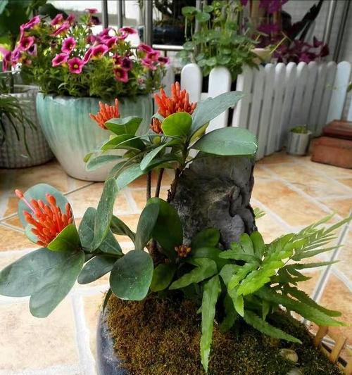 端午花盛开时节（了解端午花的开花时间与花语）