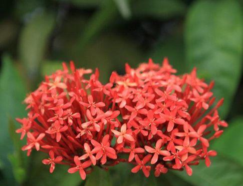 端午节农作物种植指南（以杂粮为主）