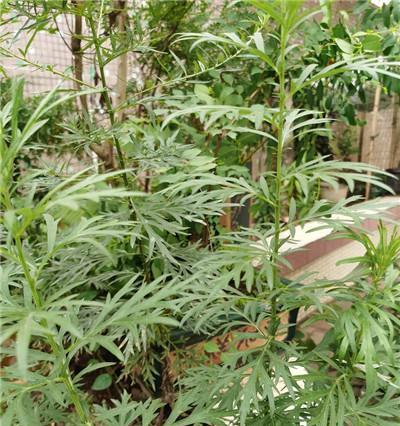 端午节农作物种植指南（以杂粮为主）