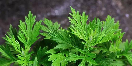 端午节农作物种植指南（以杂粮为主）