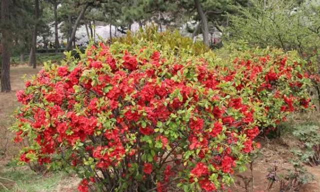 探讨短日照花卉的生长特点与栽培技巧（了解短日照花卉的生态需求）