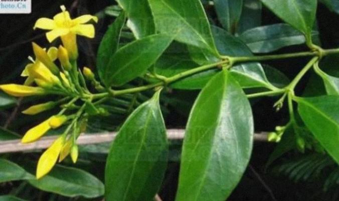 了解断肠草的形态、分布、药用价值等相关知识（了解断肠草的形态）