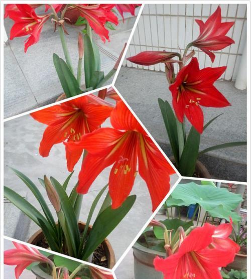 对对红一年开几次花（揭秘对对红的开花规律）