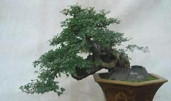 如何避免节白蜡发芽（保鲜技巧）
