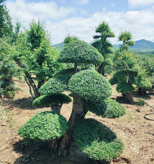 解读节白蜡为何在冬天掉叶子（原因分析）