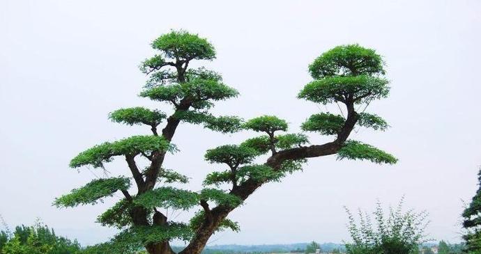 解读节白蜡为何在冬天掉叶子（原因分析）