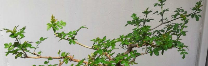 节白蜡是否会开花（探究节白蜡的开花时间和特点）