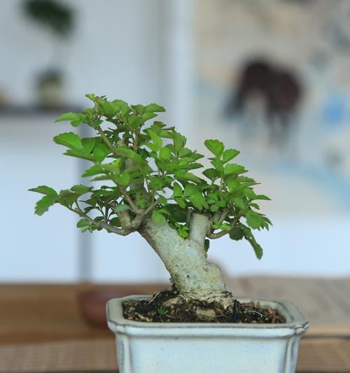 节白蜡的浇水时间和正确方法（掌握浇水技巧）