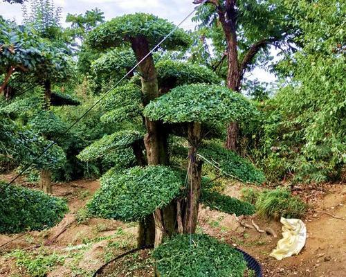 节白蜡的耐寒能力分析（从适应环境到科学研究）