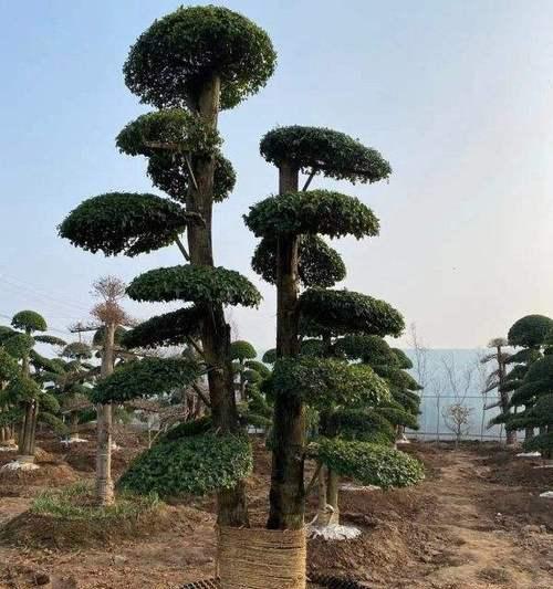 节白蜡的耐寒能力分析（从适应环境到科学研究）