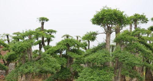 节白蜡的耐寒能力分析（从适应环境到科学研究）