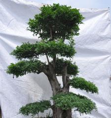 节白蜡喜阴还是喜阳（探究节白蜡喜好环境的因素与栽培要点）