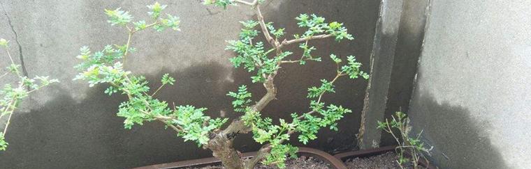 节白蜡叶子为什么会发黑（探究原因及解决方法）