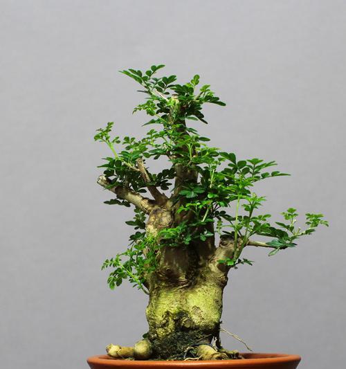 节白蜡的盆栽技巧（打造美轮美奂的盆景）