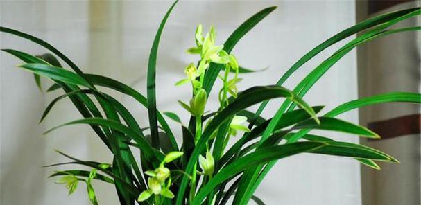 兰花的开花季节及开花期（探寻兰花的生长周期与特点）