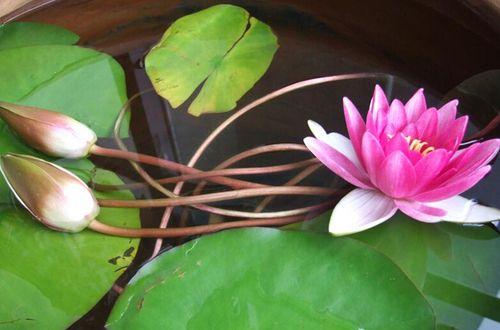 如何让莲花开花更多——莲花养护全指南（掌握技巧）