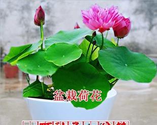 如何让莲花开花更多——莲花养护全指南（掌握技巧）