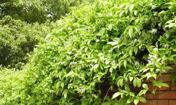 多花素馨——冬日别样风情（细数素馨的品种和落叶特征）